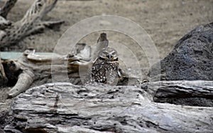 Great Capture of a Burrowing Owl with a Log