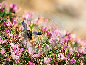 Great carpenter bumblebee Xylocopa collecting pollen and nectar from beautiful purple flowers Onobrychis cornuta