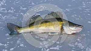 Great catch - Big pikeperch on the ice