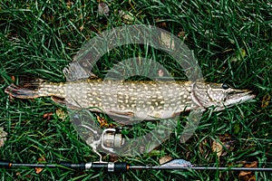 Great catch, pike with spinning lies on grass. fish, spoon. perch on hooks. fishing bait. close up. throw-line. fishing rod. Fish