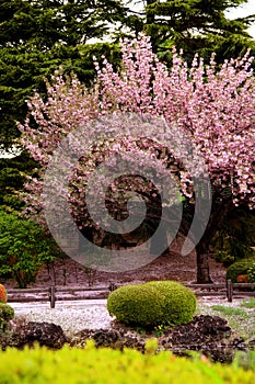 Great clear Cherry Blossom tree