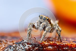 Great close up shot of the Zebra jumping spider Salticus scenicus with lovely background