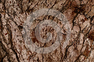 Great close-up view of brown pine tree bark texture