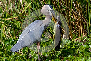A Great Closeup Shot of a Wild Great Blue Heron (Ardea herodias) with a Large Bowfin Fish.