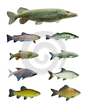 Great collection of a freshwater fish. photo