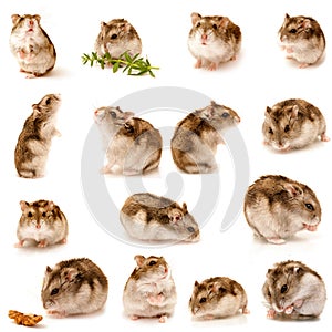 Great collection of hamster