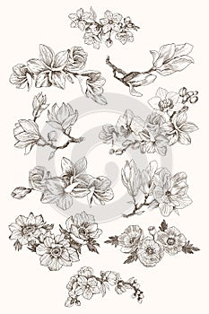 Great collection of highly detailed hand drawn flowers isolated on white background. Magnolia, poppy, plumeria, anemone