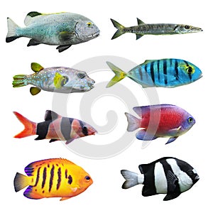 Great collection of a tropical fish.