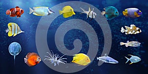 Great collection of a tropical fish