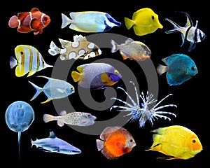 Great collection of a tropical fish