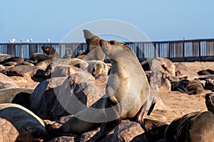 Great colony of Cape fur seals at Cape cross in Namibia