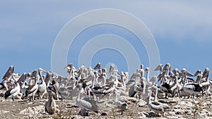 Great colony of pelicans on Penguin Island, Rockingham, Western Australia