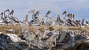 Great colony of pelicans on Penguin Island, Rockingham, Western Australia