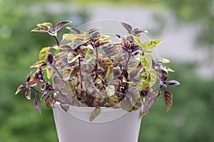 Great common basil Ocimum basilicum red rubin with ornamental beautiful reddish purple leaves, cuisine ingredient plant