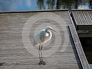 Great or common egret (Ardea alba) with white plumage, long neck and yellow bill standing on a wooden platform