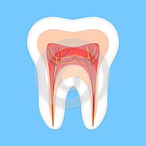 Great concept of anatomy and tooth structure on a blue background