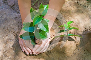 Great concept of sustainability. Child`s hand planting a tree