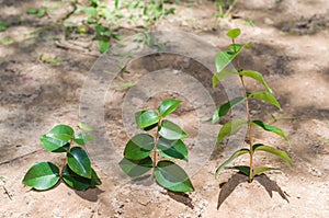 Great concept of sustainability. Child`s hand planting a tree