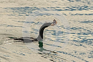 Great cormoran, bird