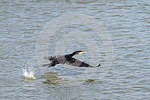 Great cormoran flying over Danube river photo
