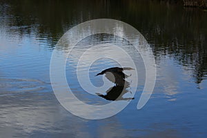 Great cormoran flying over a river photo