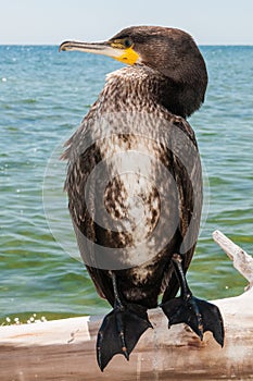 Great Cormoran (Phalacrocorax carbo) portrait photo