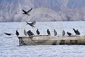 Great cormorant