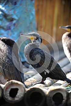 Great Cormorant photo