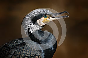Great Cormorant