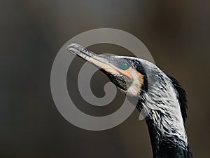 Great Cormorant