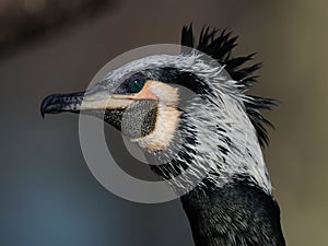 Great Cormorant