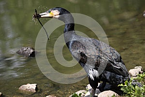 Great cormorant