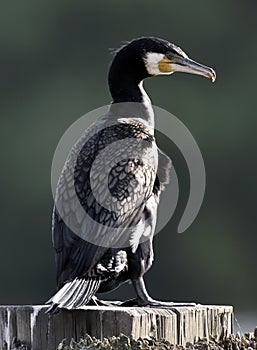 Great Cormorant