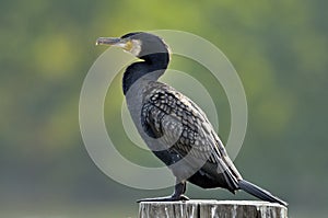 Great Cormorant photo