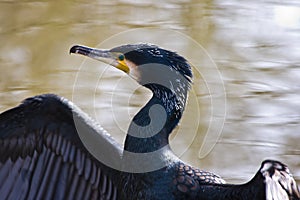 Great cormorant