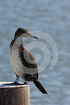 Great Cormorant; Aalscholver; Phalacrocorax carbo