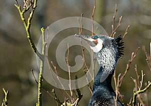 Great Cormorant, Aalscholver, Phalacrocorax carbo photo