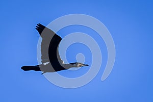 The great cormorant bird. Phalacrocorax carbo