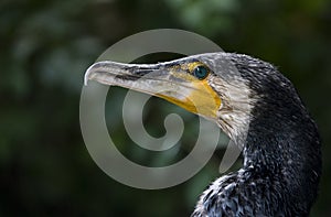 Great Cormorant birds