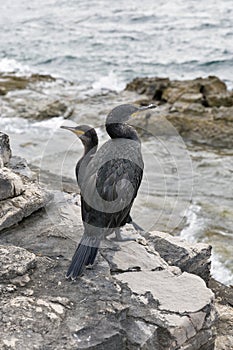 Great Cormorant Birds in Istria, Croatia