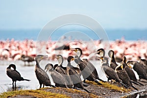 Great Cormorant birds sitting in a lake