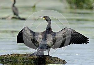 Great Cormorant/Black Shag