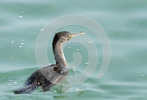Great Cormorant blinded with Ghost net (fishing net)