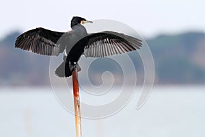 Great cormorant dries its wings