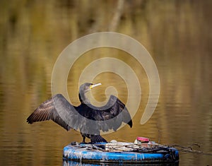 Great cormorant drying up