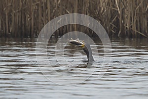 Great Cormorant eating Northern Pike