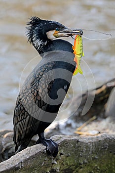 Great cormorant