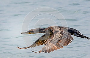 Great Cormorant in flight mode