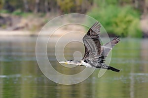 The great cormorant in flight - Phalacrocorax carbo