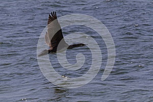 Great cormorant flying above sea